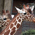 2 Giraffen im Kölner Zoo