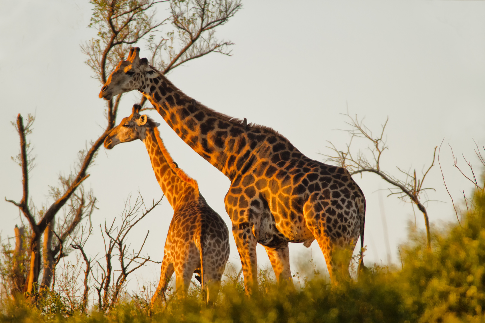 2 Giraffen_0286