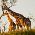 2 Giraffen_0286