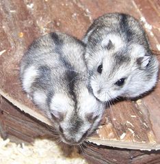 2 glückliche Hamster Eltern