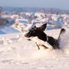 2 glückliche Hunde im Schnee