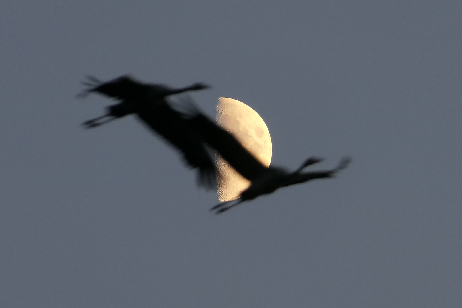 "2 Glücksvögel vorm Mond"