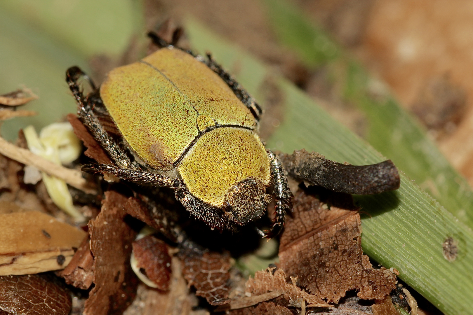 (2) Goldstaub-Laubkäfer (Hoplia argentea), Männchen, Oberseite