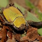 (2) Goldstaub-Laubkäfer (Hoplia argentea), Männchen, Oberseite