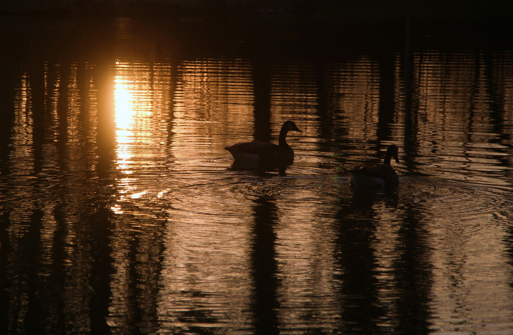 2 goose at the night.......the last excursion.