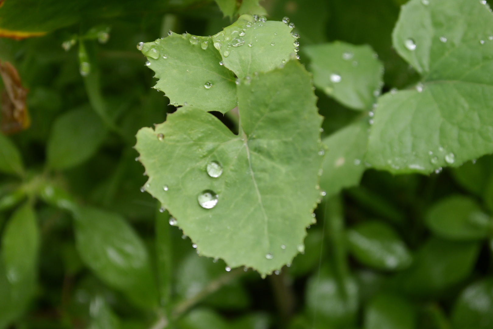 2 GOTAS,EL DETALLE QUE TE FALTABA,HERMOSA