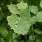 2 GOTAS,EL DETALLE QUE TE FALTABA,HERMOSA