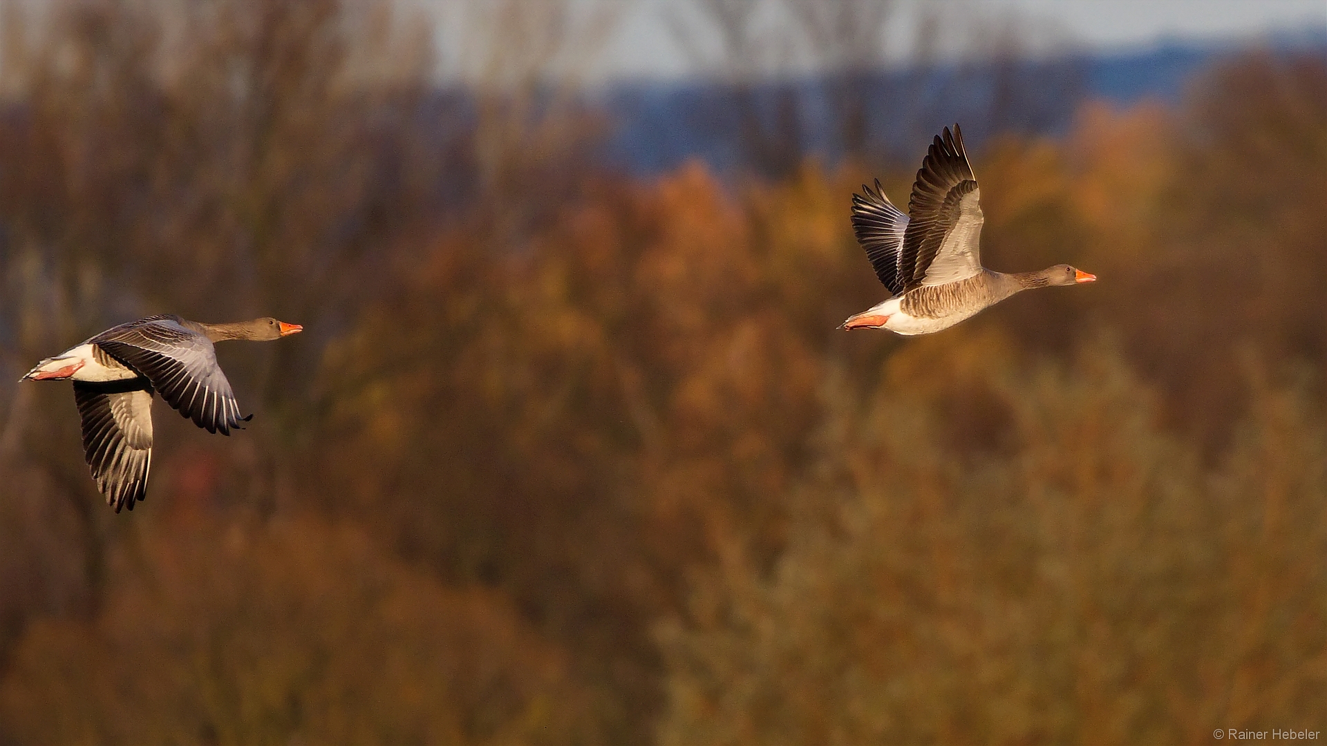 2 Graugänse im Vorbeiflug (2)