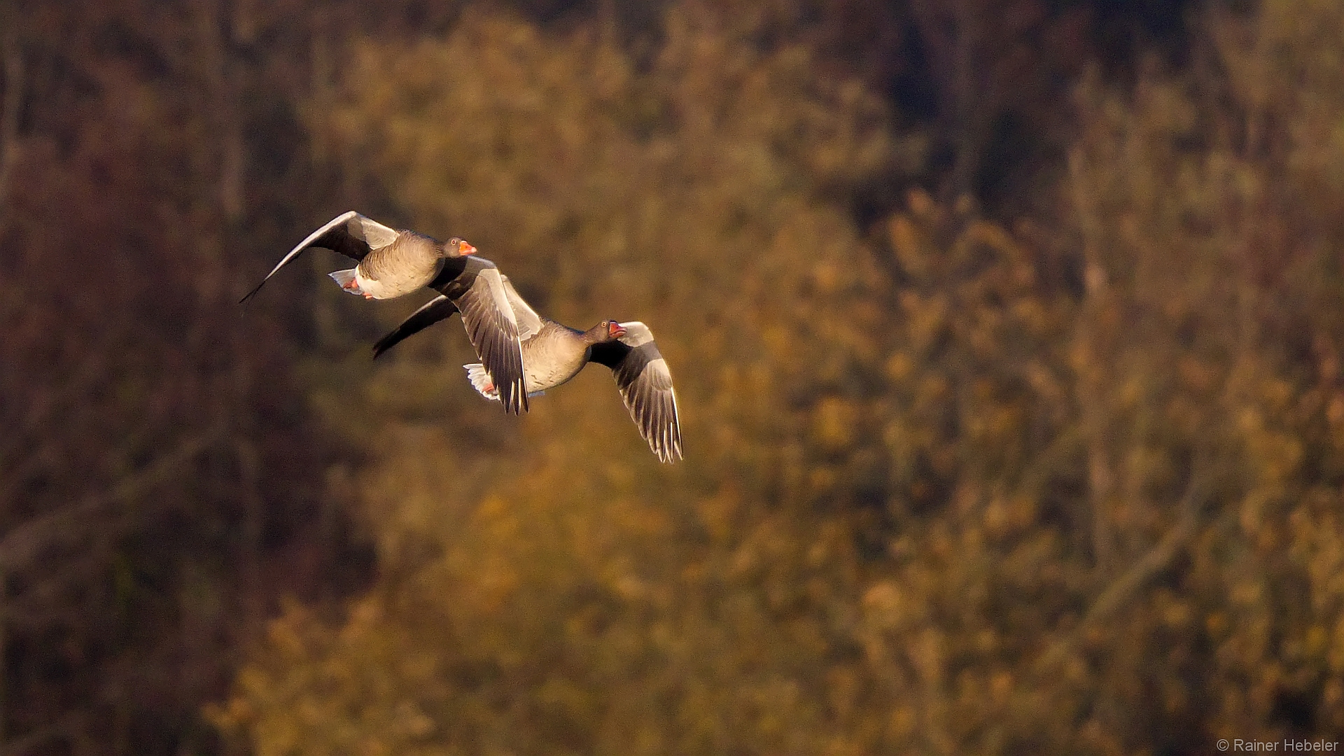 2 Graugänse im Vorbeiflug