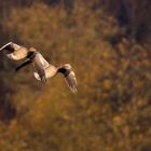 2 Graugänse im Vorbeiflug