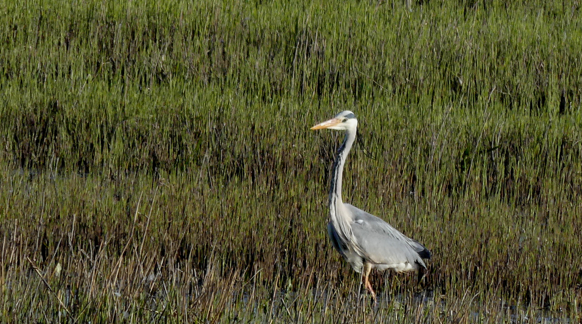 (2) Graureiher (Ardea cinerea)