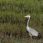 (2) Graureiher (Ardea cinerea)