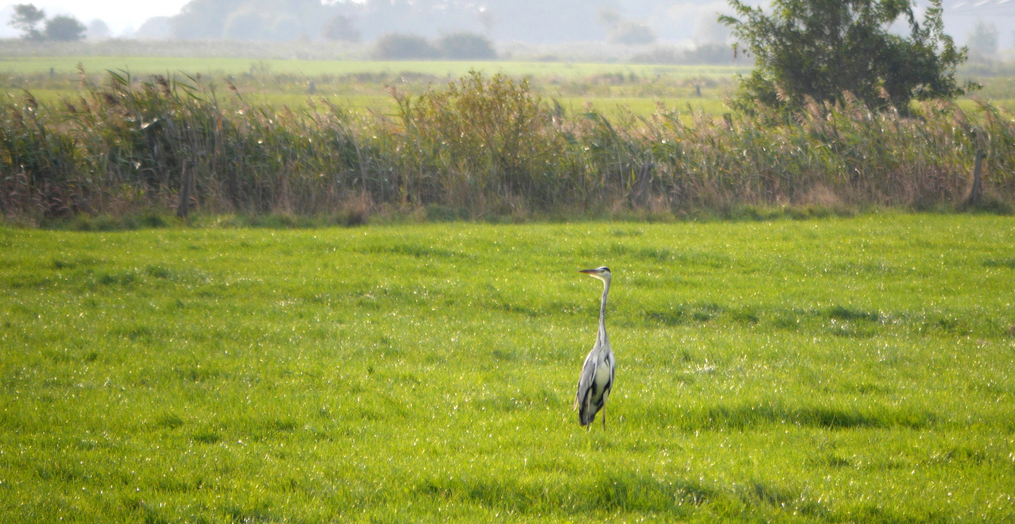 (2) Graureiher (Ardea cinerea)