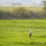 (2) Graureiher (Ardea cinerea)