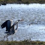 (2) Graureiher (Ardea cinerea) 