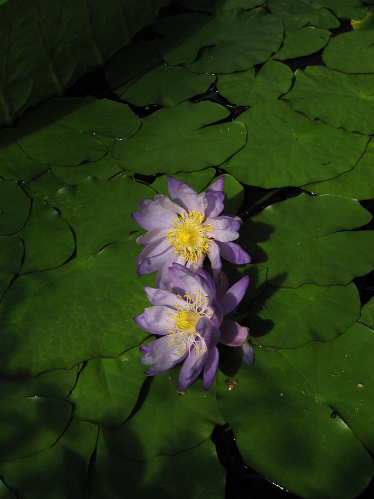 2 Grazien in violett