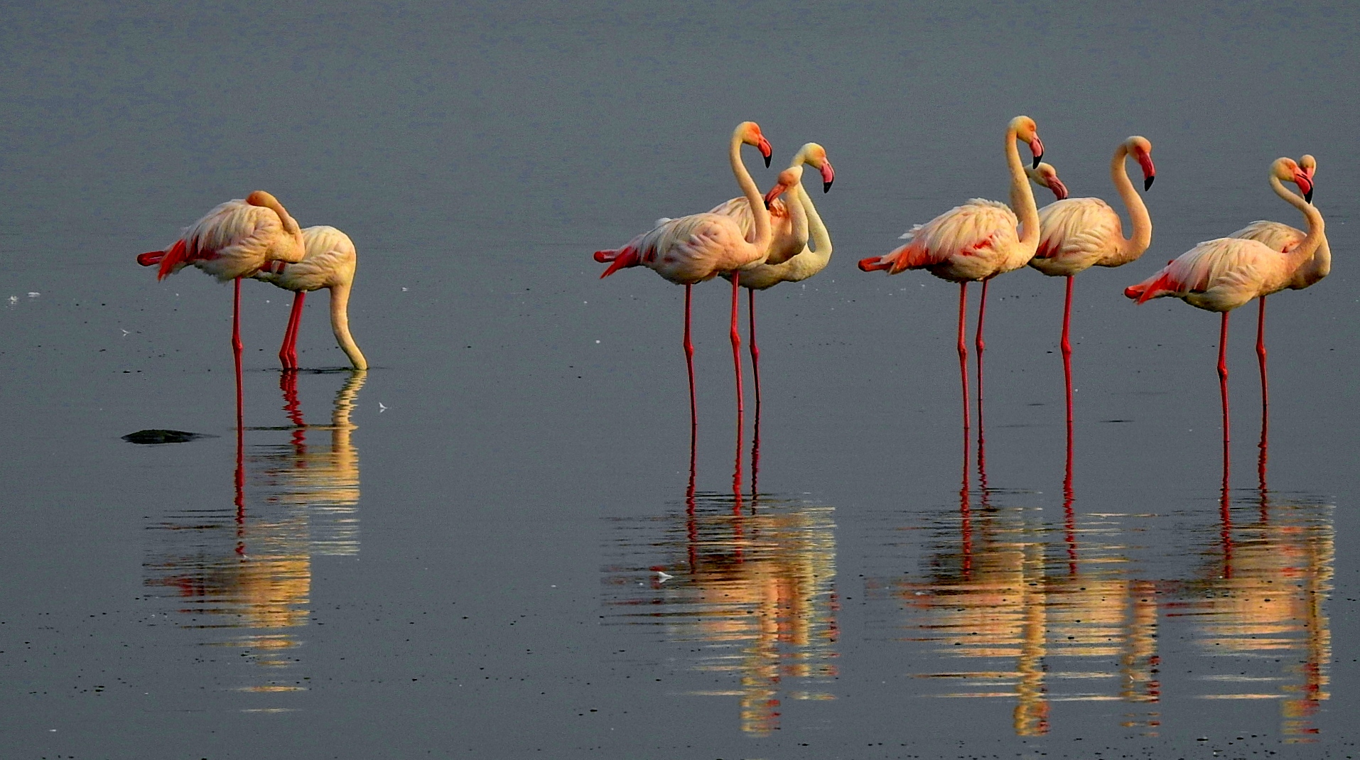 2 Greater Flamingos