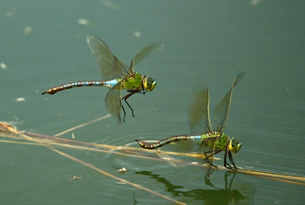 2 große Königslibellen