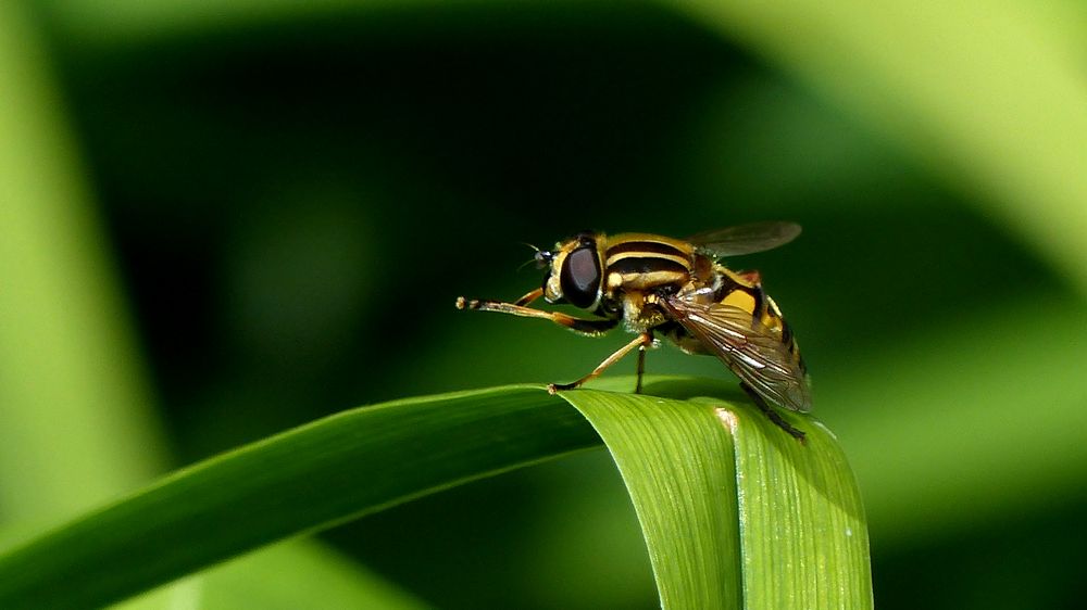 (2) "Große Sumpfschwebfliege" (Helophilus trivittatus)