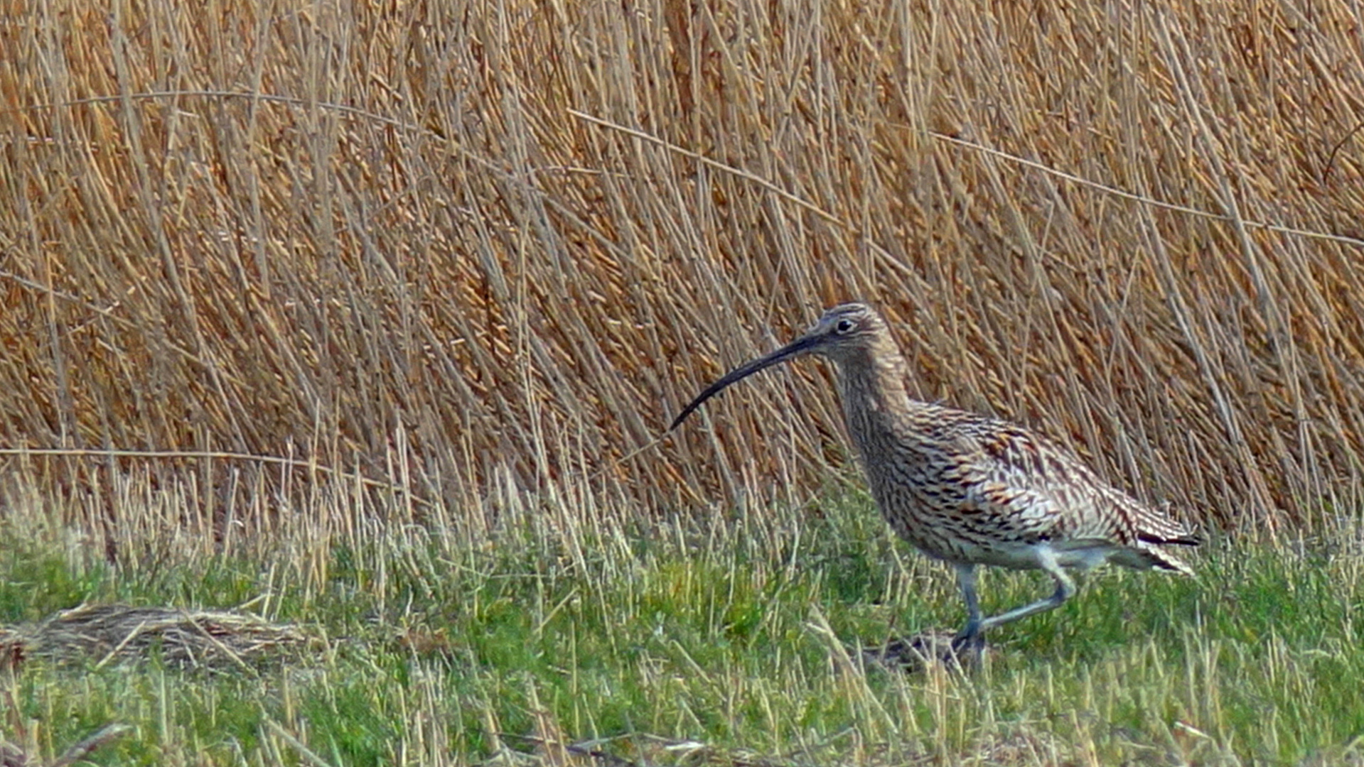 (2) Großer Brachvogel (Numenius arquata)