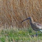 (2) Großer Brachvogel (Numenius arquata)