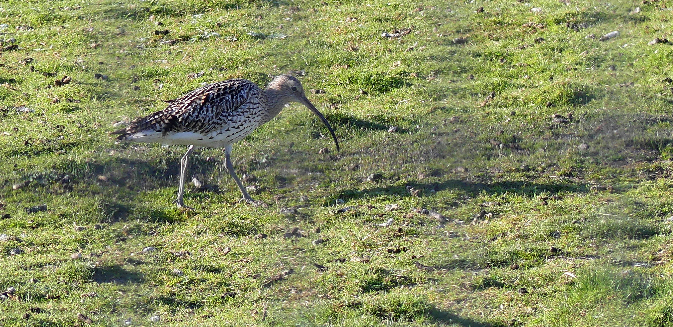 (2) Großer Brachvogel (Numenius arquata) 