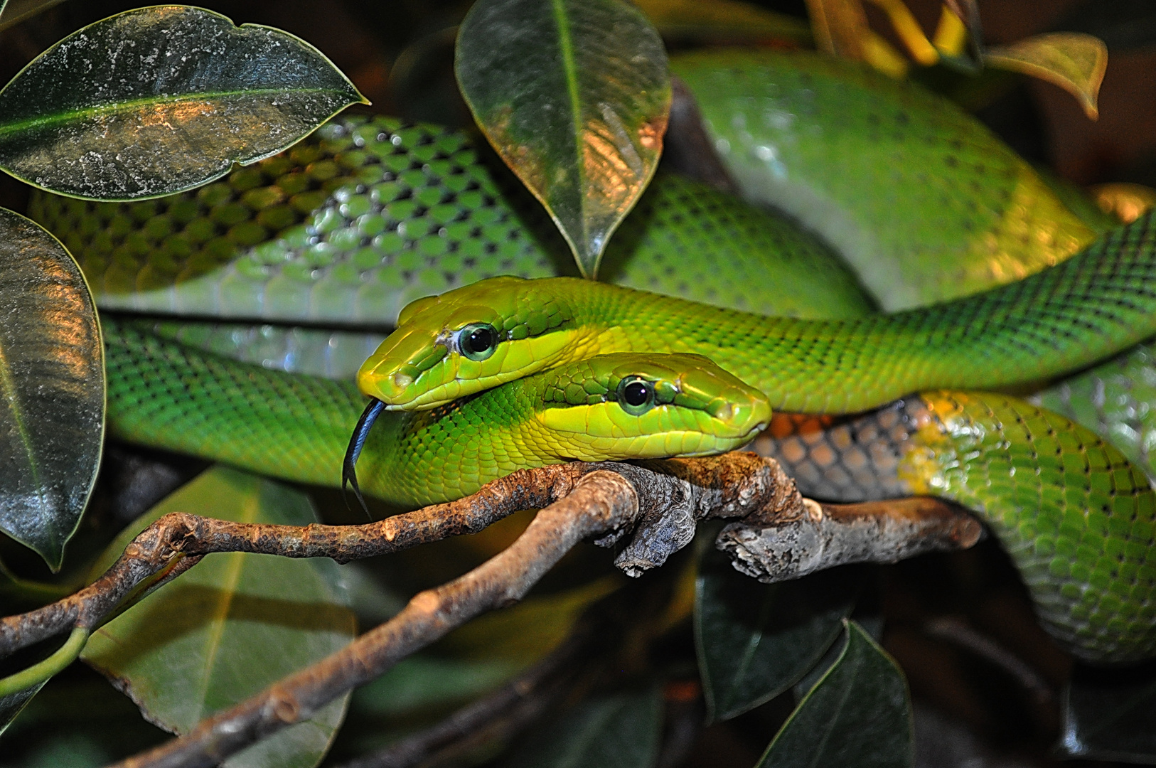 2 grüne Baumschlangen