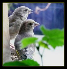 2 Grünfinken-Damen