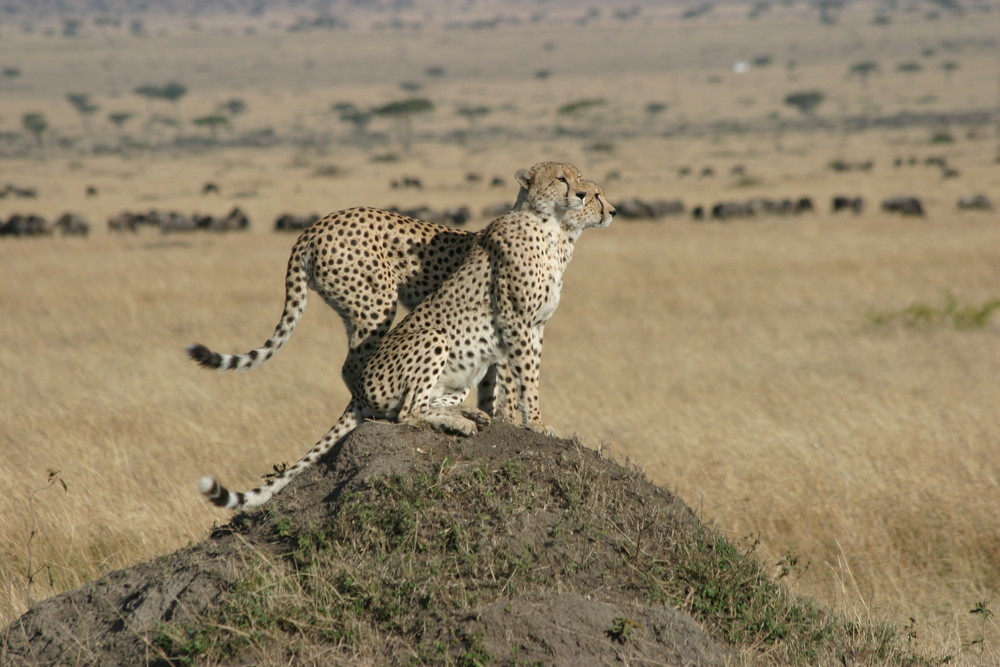 2 guépards au Massai Mara