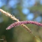 2 Hälmchen im Wind