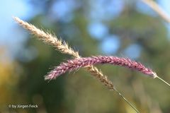 2 Hälmchen im Wind