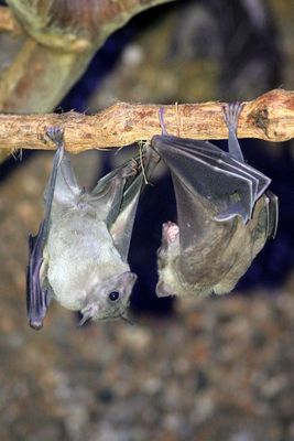 2 hängende Fledermäuse