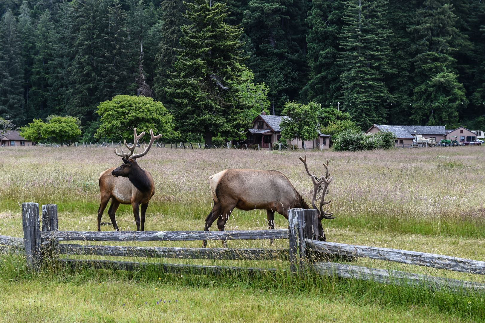 2 Halbstarke                            DSC_5104-2