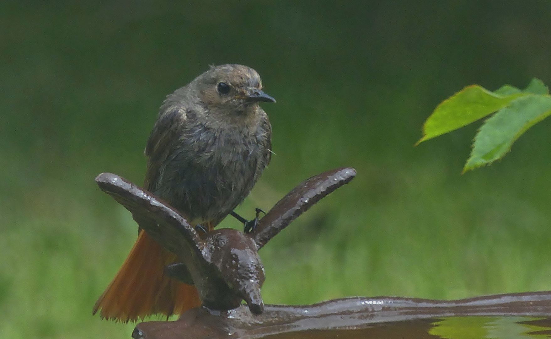 (2) Hausrotschwanz, weiblich (Phoenicurus ochruros)