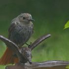 (2) Hausrotschwanz, weiblich (Phoenicurus ochruros)