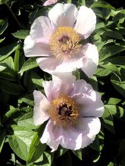 2 helle Päonienblüten