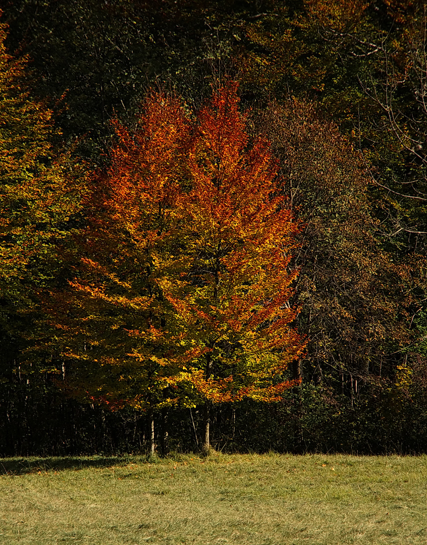 2 Herbstbäume im Englischen Garten