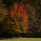 2 Herbstbäume im Englischen Garten