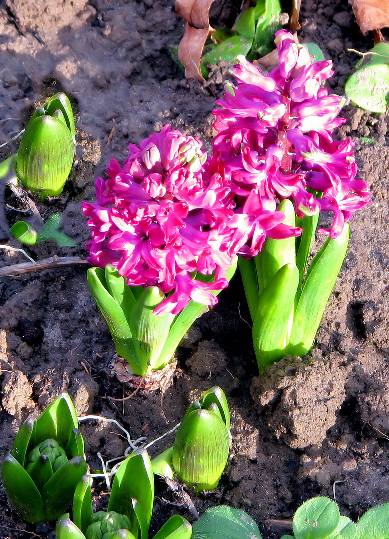 2 heute war ich auf Blumensuche