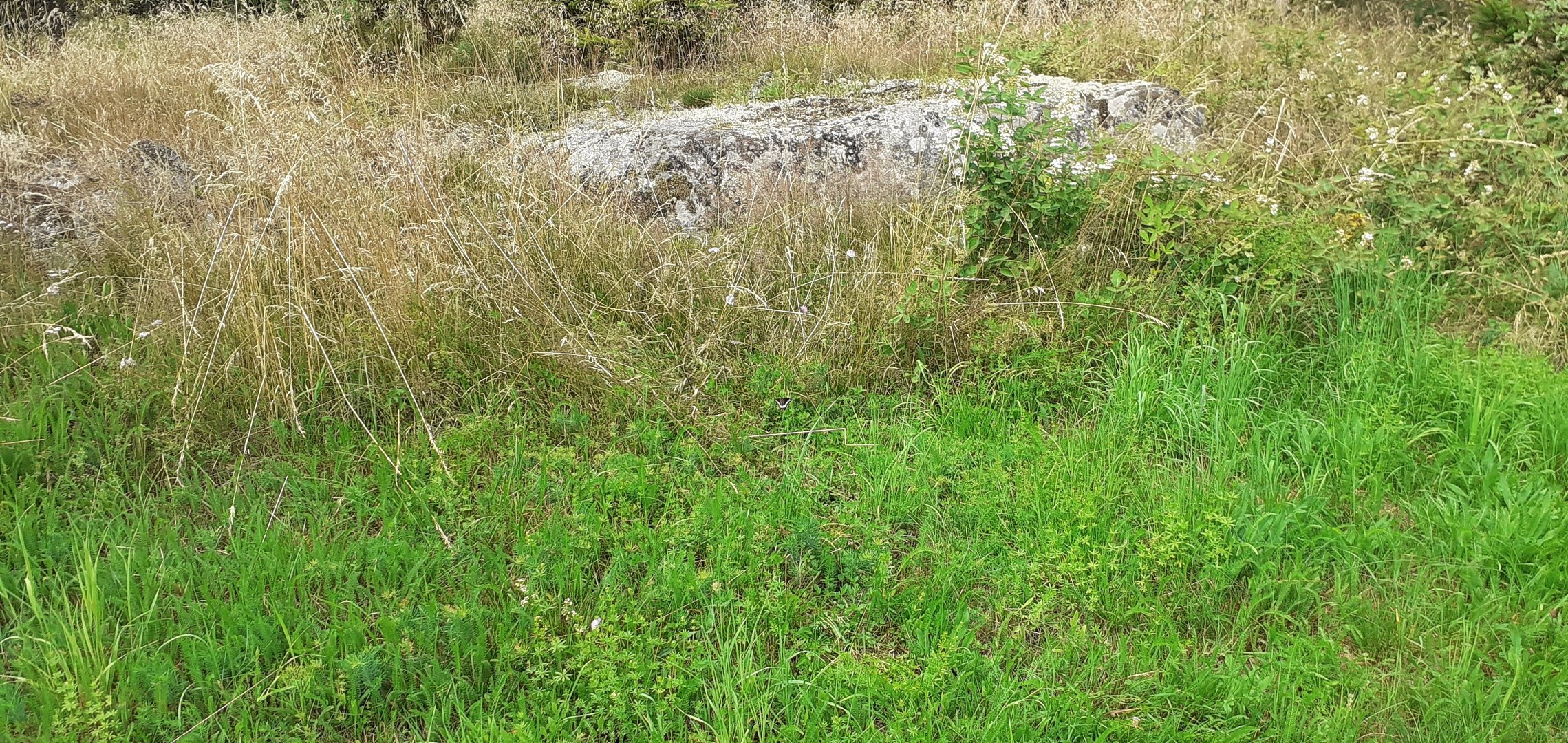 (2) Hilltopping, Tarnung und Eiablage des WEISSEN WALDPORTIERs (BRINTESIA CIRCE)