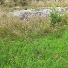 (2) Hilltopping, Tarnung und Eiablage des WEISSEN WALDPORTIERs (BRINTESIA CIRCE)