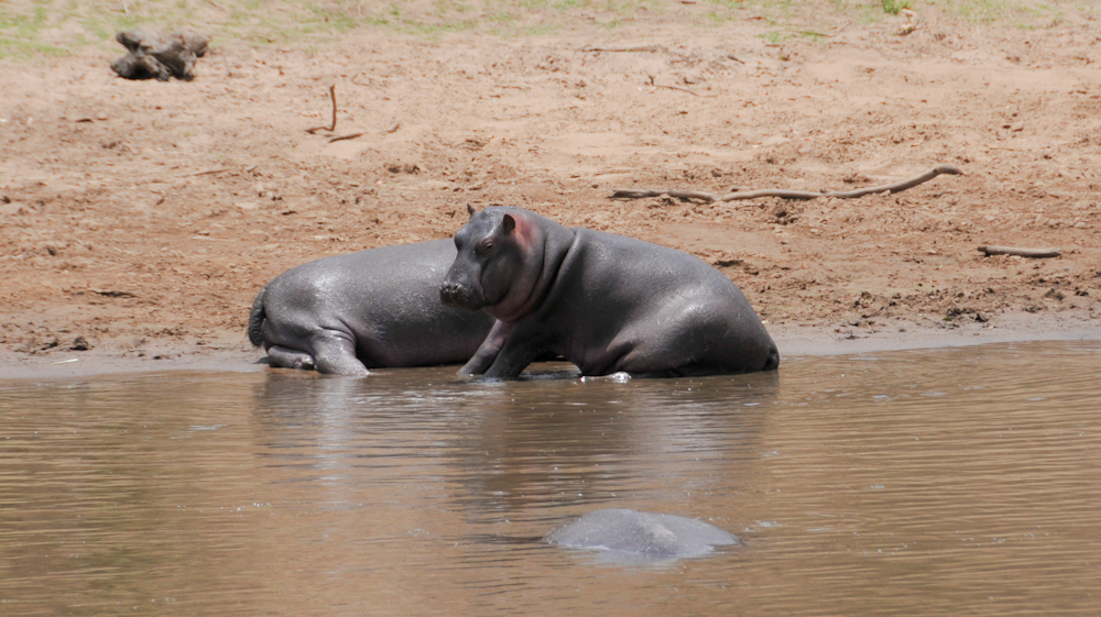2 Hippos , Kenia