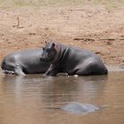 2 Hippos , Kenia