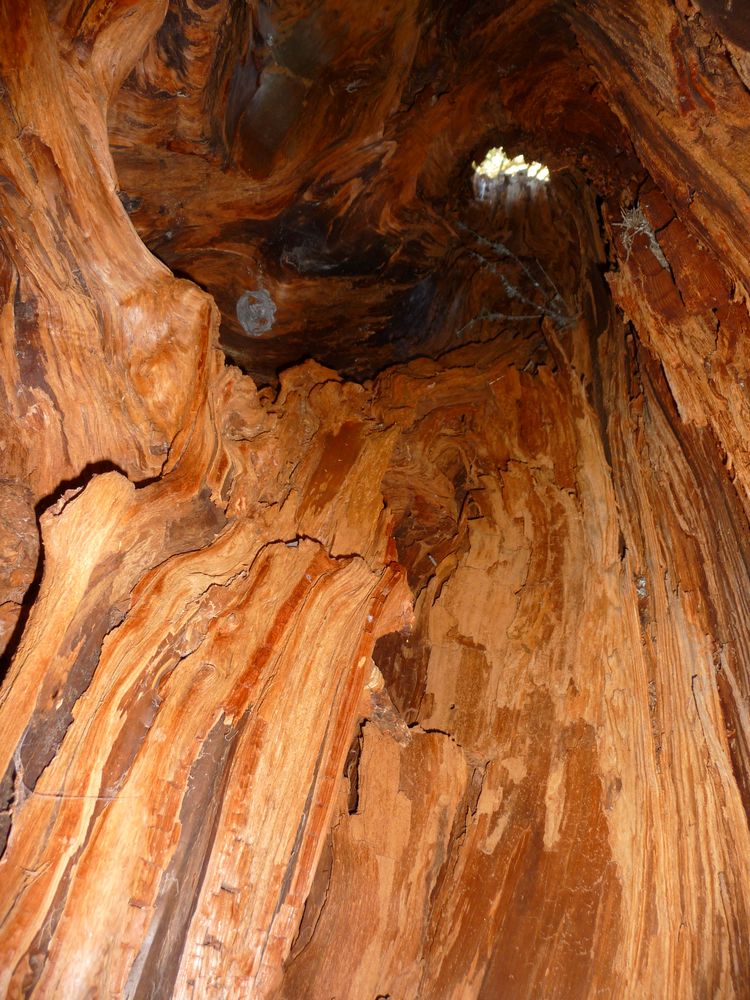 2. Hohler Baum Foto & Bild pflanzen, pilze & flechten, bäume