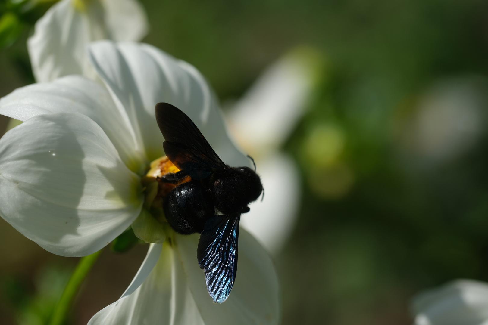 2 Holzbiene mit Schimmerflügel (Xylocopa) auf weißer Dahlie (Dahlia)