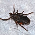 (2) Holzbock (Ixodes ricinus) in Paarung