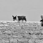 2 hommes avec un chien