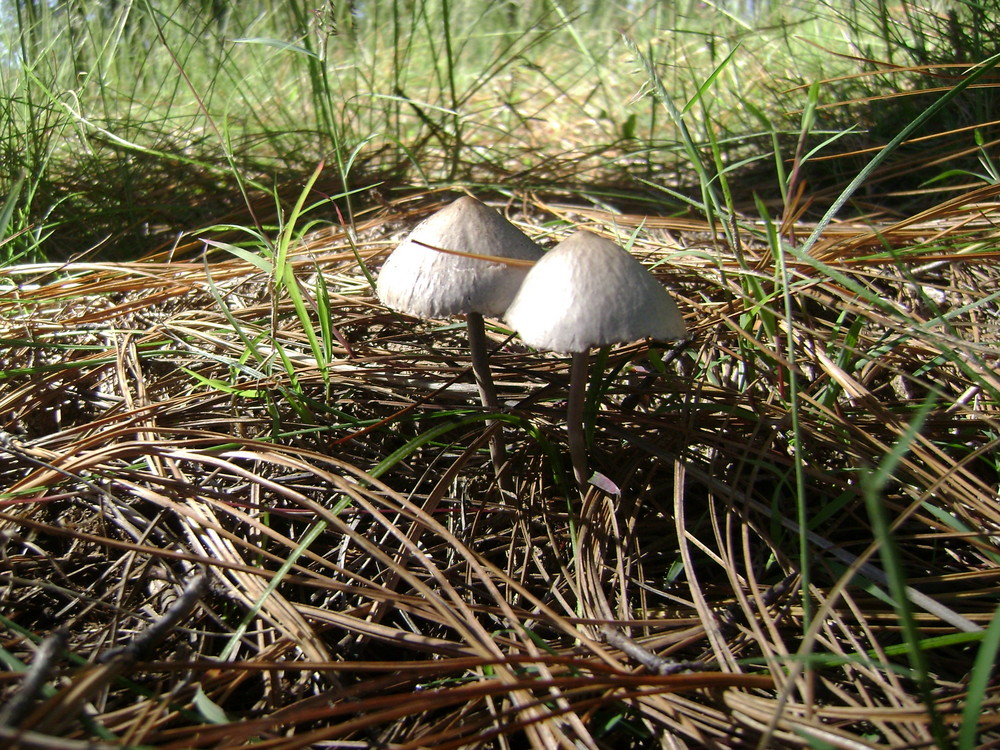 2 hongos solitarios