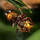 (2) Hornisse (Vespa crabro) frißt Honigbiene (Apis mellifica)