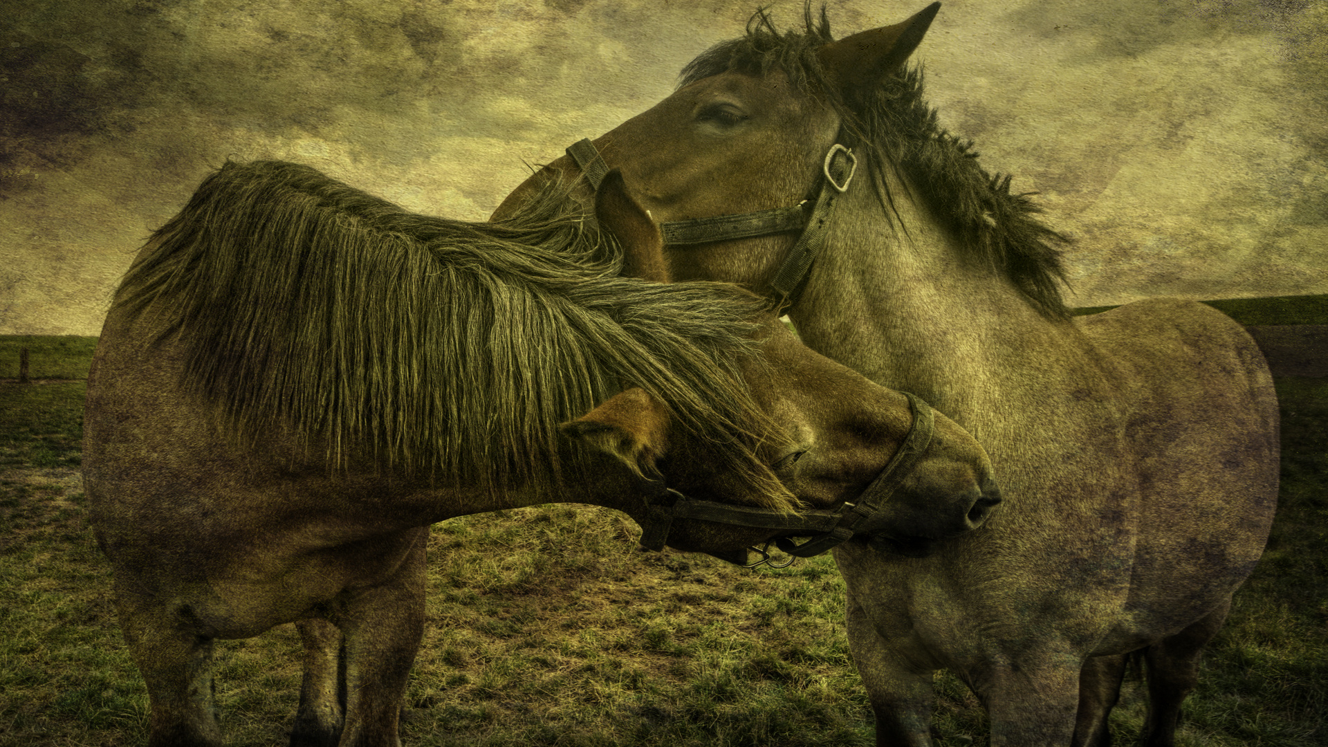 2 HORSES AT THE WADDENZEE